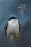 The Beautiful Tree Swallow