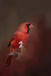 Cardinal In Antique Red