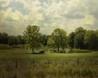 Cattle Pond In Summer