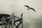 Ospreys At Pickwick