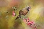 Spring Cardinal 1