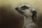 The Meerkat