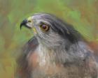 The Sharp Shinned Hawk