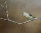 Visiting Tufted Titmouse