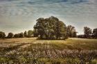 Trees In The Cotton Field