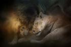 Lion Love