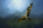 Osprey In The Evening Light