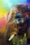 Colorful Expressions Elephant