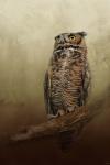 Great Horned Owl At Shiloh