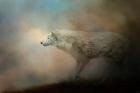Journey Of The Timber Wolf