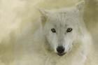 Portrait Of A Timber Wolf