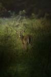 Fawn In The Field