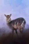 Waterbuck In Winter