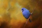 Blue Bunting In Autumn