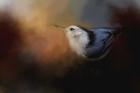 Nuthatch In Autumn