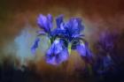 Blue Iris Blooms