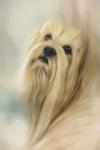 Portrait Of A Lhasa Apso