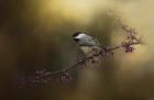 Chickadee In The Golden Light