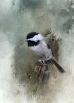 Winter Chickadee