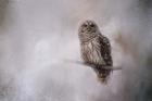 Winter Owl