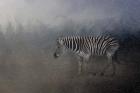 Zebra In A Snow Storm