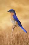 Bluebird In The Grass