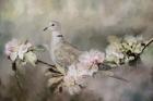 Eurasian Dove In The Garden