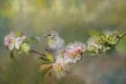 Goldfinch In The Garden 2