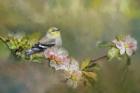 Goldfinch In The Garden