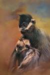 Mom And Baby Francois Langur