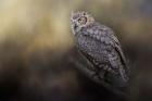 A Night With The Great Horned Owl 2
