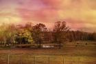 Autumn At The Cattle Farm