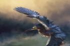 Flight Of The Green Heron 2