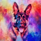 Jazzy German Shepherd