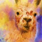 Jazzy Llama