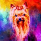 Jazzy Yorkshire Terrier