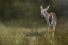 Tiny Fawn In The Meadow