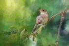 Wren In The Garden