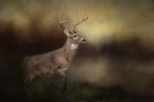 Streamside Buck