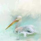 The White Pelican