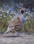 Quail Jaunts