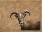 Barbary Ram