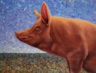 Free Range Pig