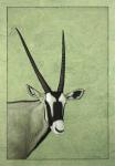 Gemsbok