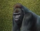 Gorilla With A Hedge