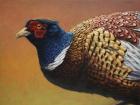 Pheasant