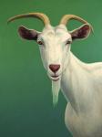 Portrait of A Goat