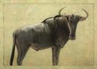 Wildebeest