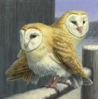 Barn Owl Couple