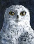 Snowy Owl